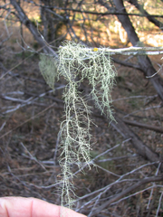 Usnea trichodea