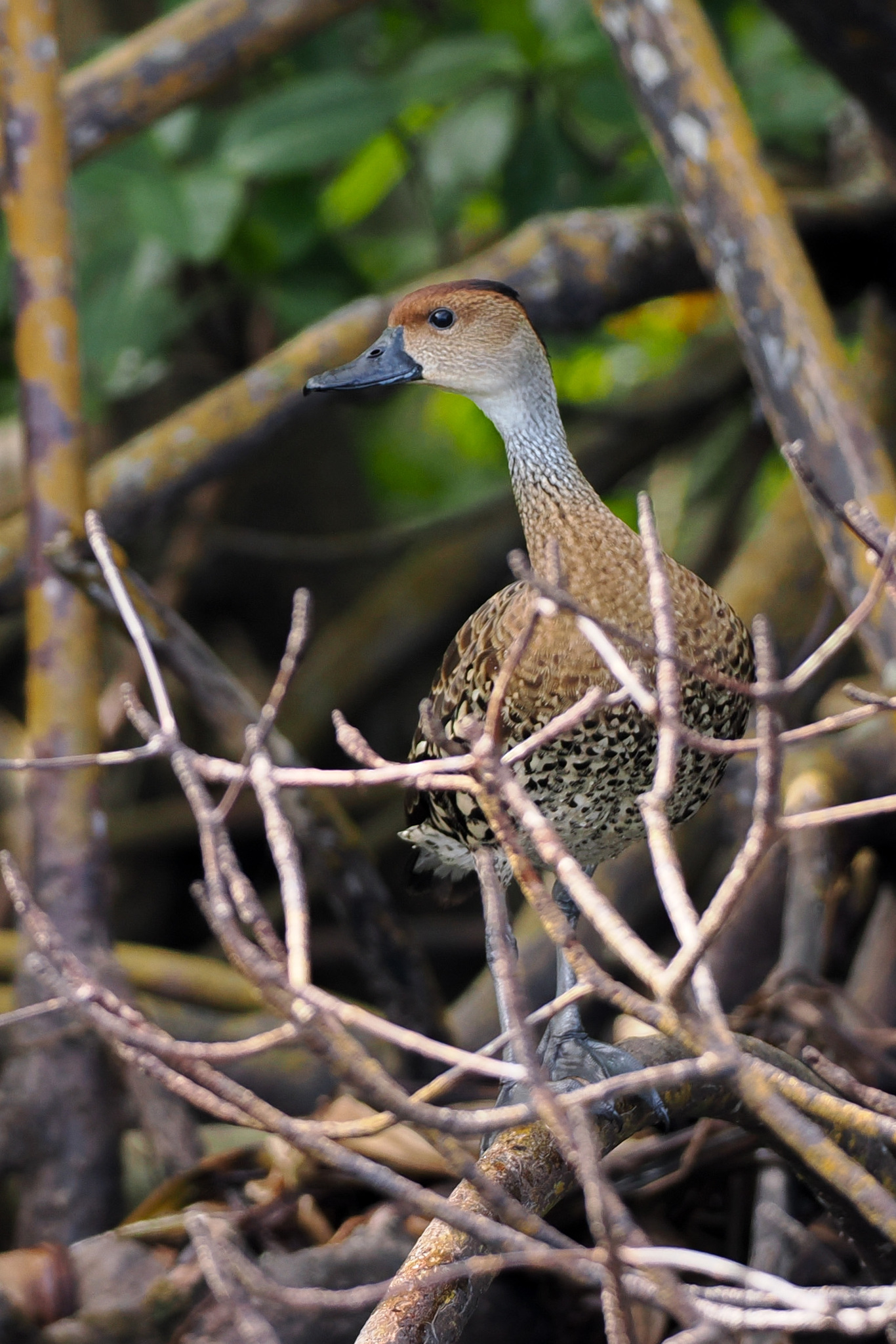 West Indian Whistling Duck (Dendrocygna arborea), photo 2