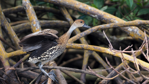 West Indian Whistling Duck (Dendrocygna arborea)