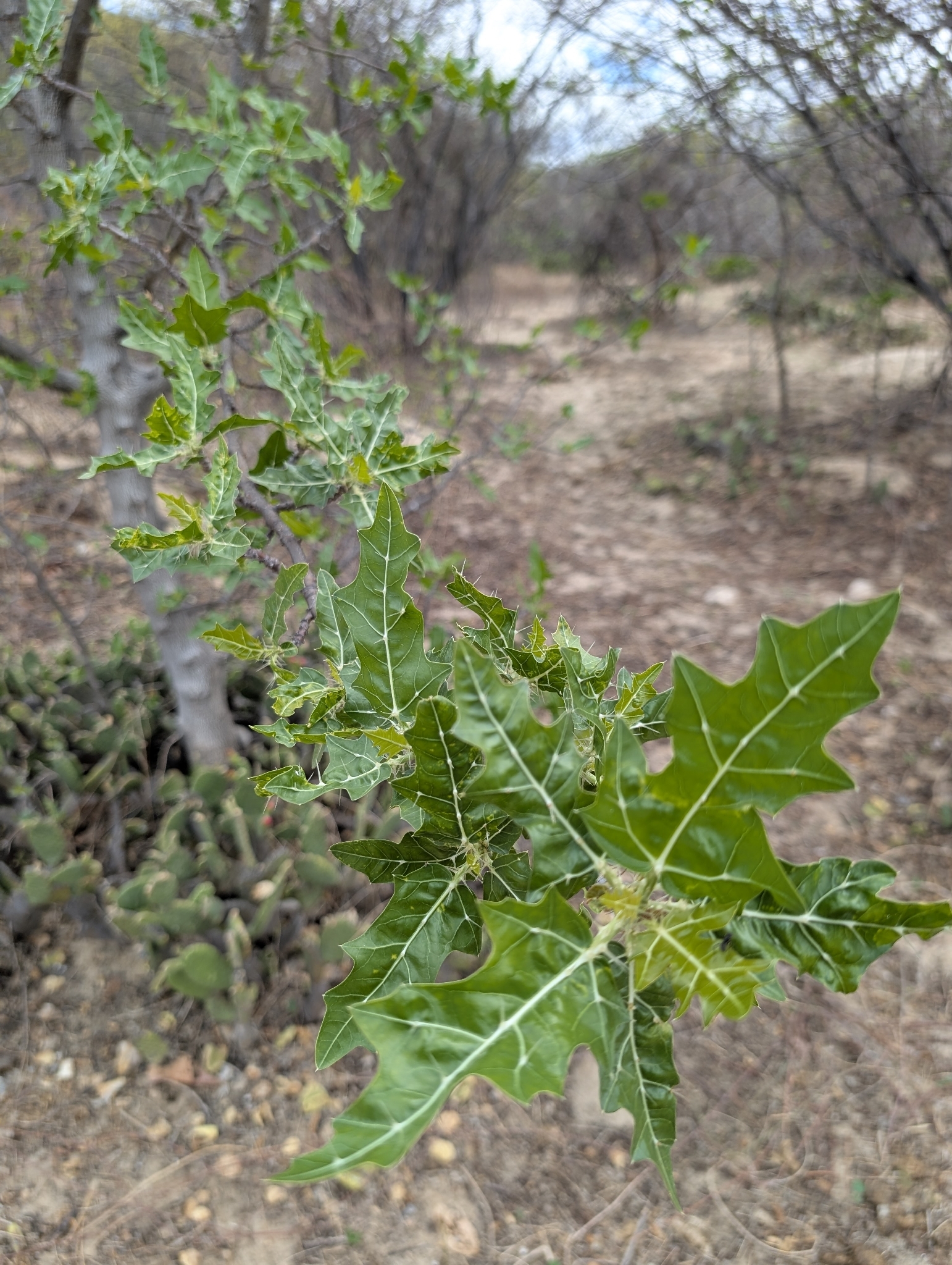 Cnidoscolus quercifolius