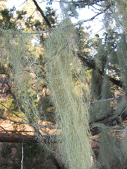 Usnea trichodea