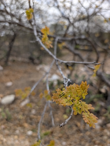 Cenostigma nordestinum
