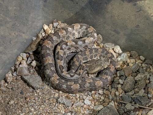 Dunn's Hognose Viper