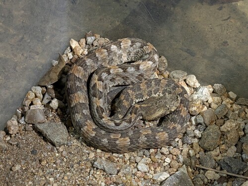 Dunn's Hognose Viper