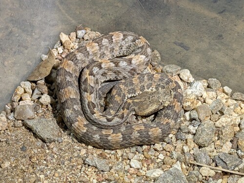 Dunn's Hognose Viper