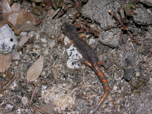 iNaturalist observation photo of Ensatina