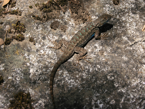 iNaturalist observation photo of Western Fence Lizard