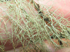 Usnea trichodea