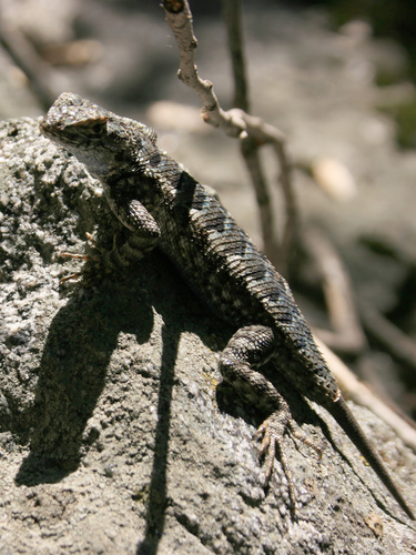iNaturalist observation photo of Western Fence Lizard