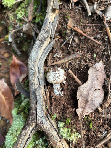Amanita marmorata, 2026-01-25
