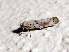 Yponomeuta irrorellus