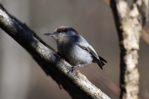 Brown-headed Nuthatch (Sitta pusilla), photo 5