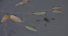 Limnoporus