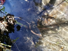 Gobiomorphus huttoni