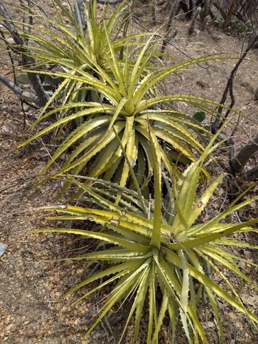 Encholirium spectabile, photograph 3