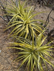 Encholirium spectabile, photograph (c) stephen, some rights reserved (CC BY)