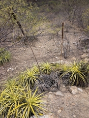 Encholirium spectabile, photograph (c) stephen, some rights reserved (CC BY)