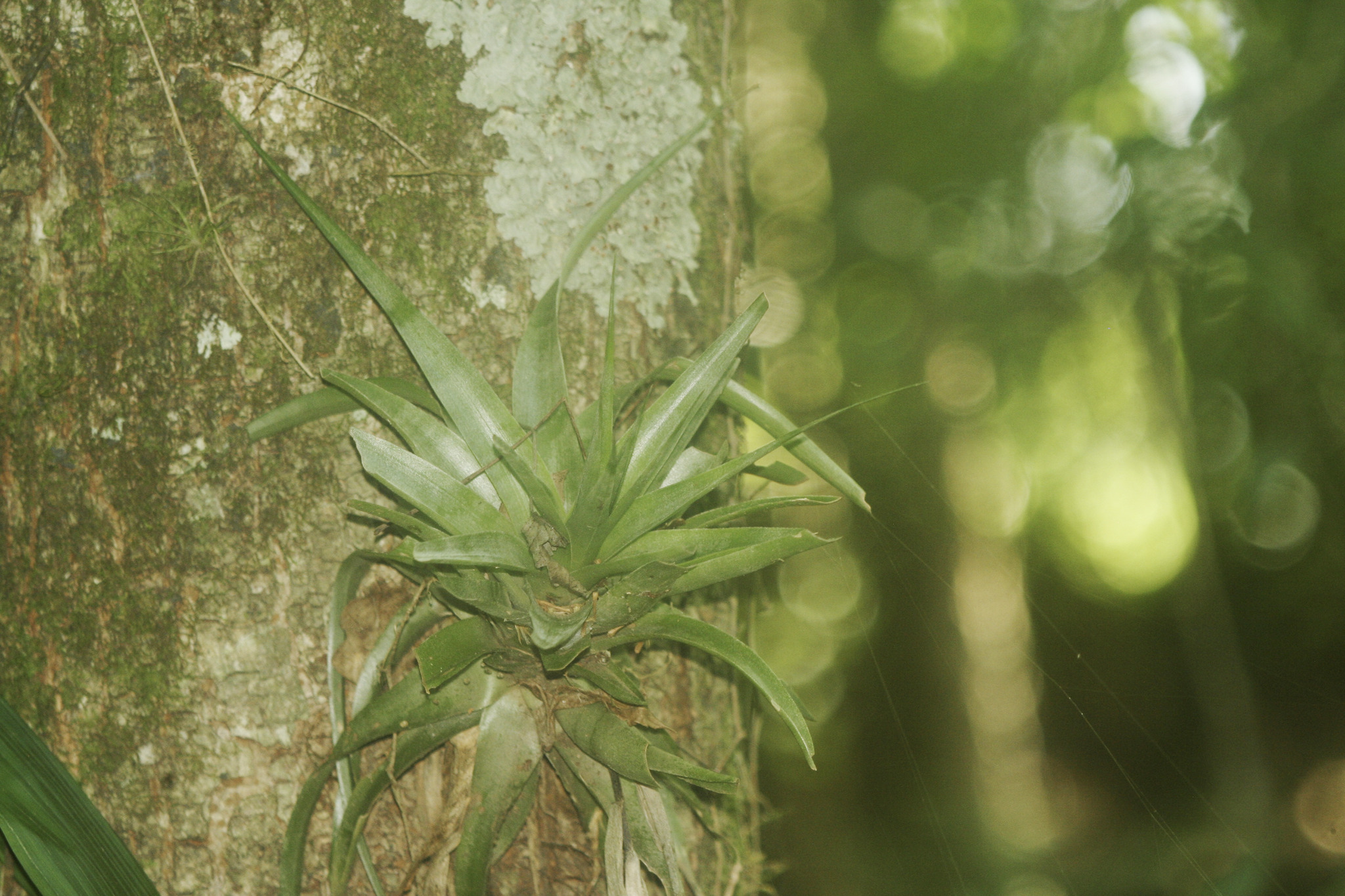 Tillandsia geminiflora