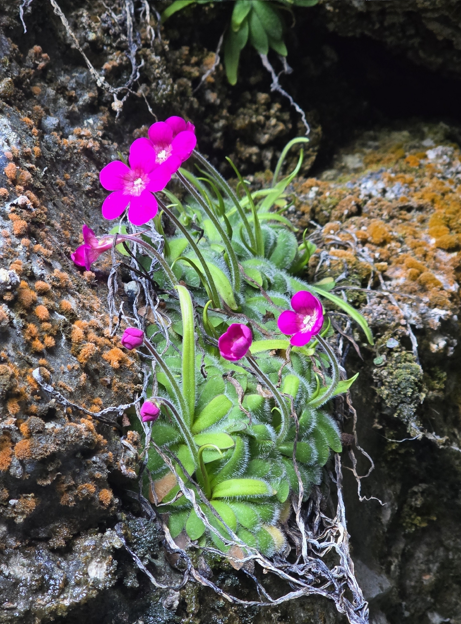 Pinguicula rzedowskiana Zamudio & H.D.Juárez