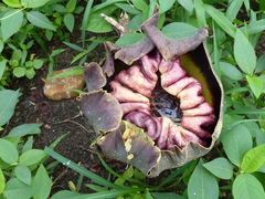 Amorphophallus paeoniifolius