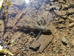 Gobiomorphus huttoni