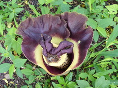 Amorphophallus paeoniifolius