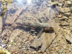 Gobiomorphus huttoni