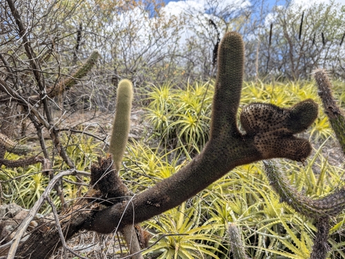 Yellow Phallus Catcus (Pilosocereus chrysostele)