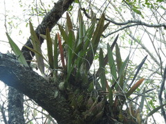 Encyclia