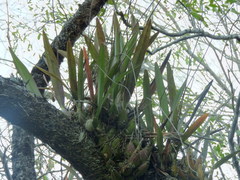 Encyclia