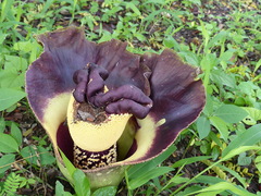 Amorphophallus paeoniifolius