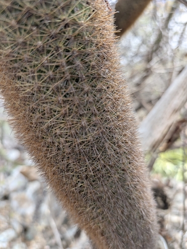 Pilosocereus chrysostele, photograph 1