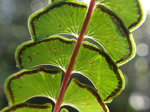 Lindsaea portoricensis