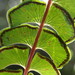 Lindsaea portoricensis - Photo 由 Susan Fawcett 所上傳的 (c) Susan Fawcett，保留部份權利CC BY-NC
