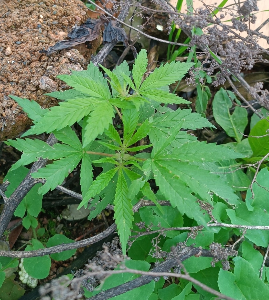 Imagem de Maconha