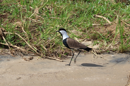 Spur-winged Lapwing (Vanellus spinosus)