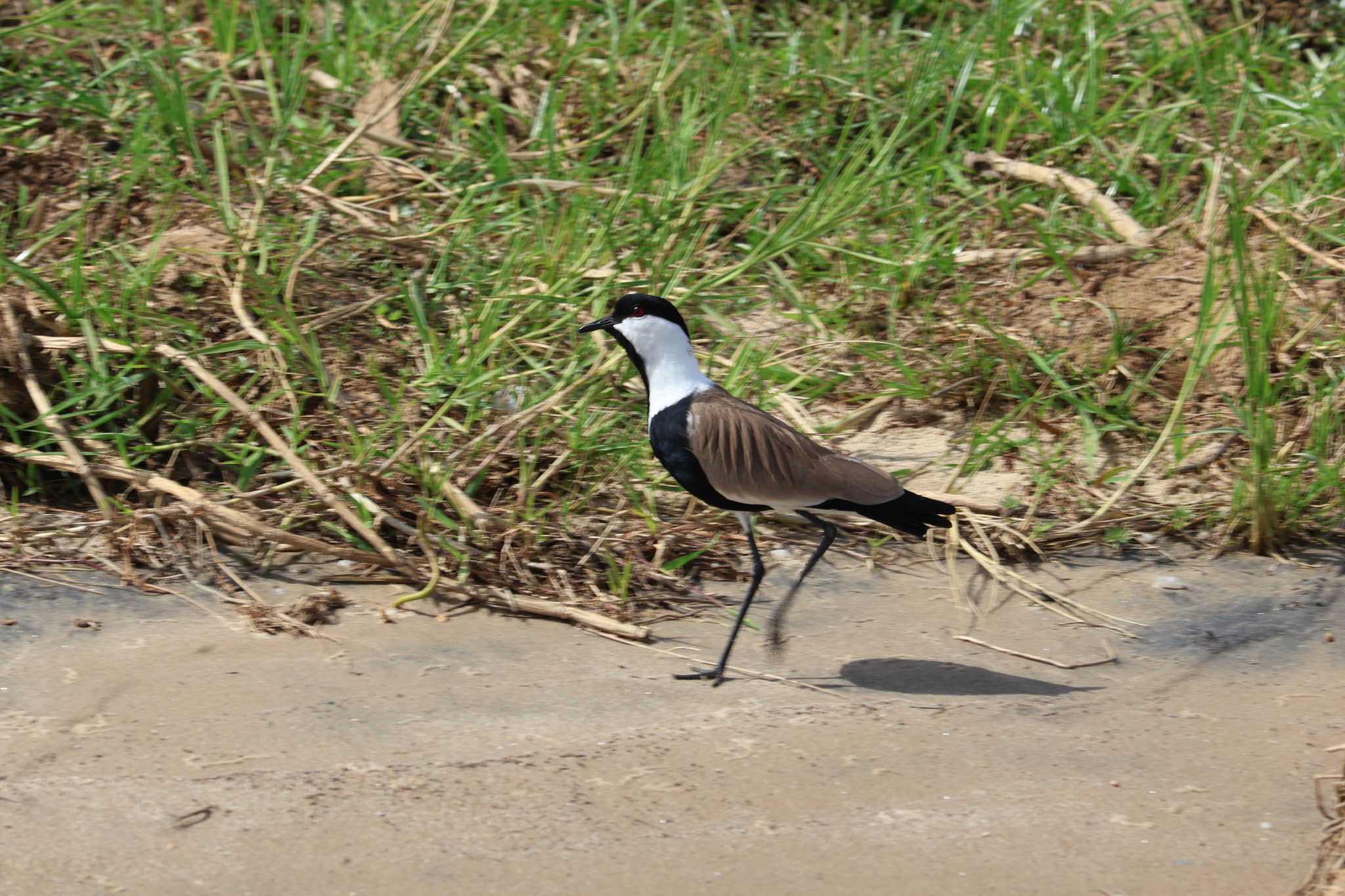 Spur-winged Lapwing (Vanellus spinosus), photo 1