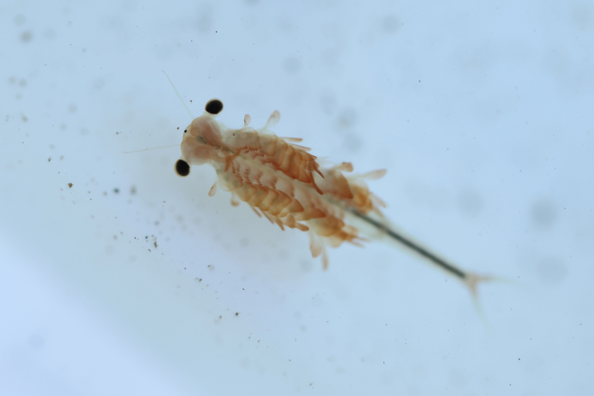Eubranchipus oregonus Creaser, 1930