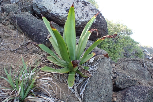 Agave missionum