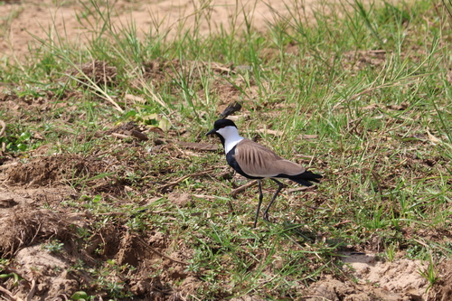 Spur-winged Lapwing (Vanellus spinosus), photo 2