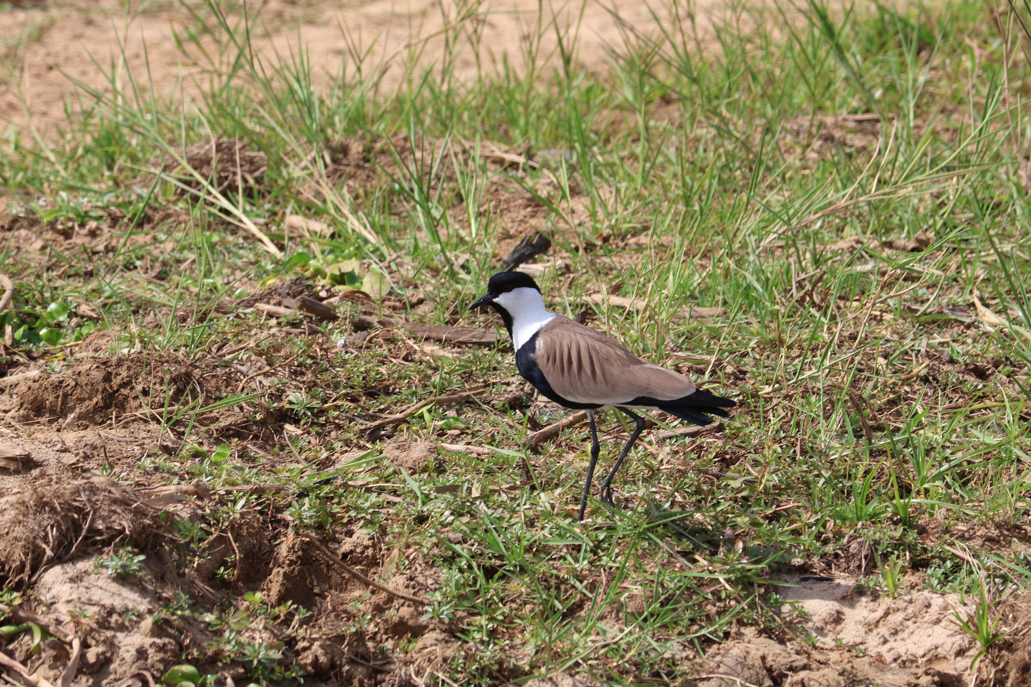 Spur-winged Lapwing (Vanellus spinosus), photo 2