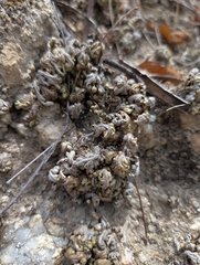 Selaginella convoluta