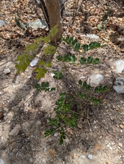 Cenostigma nordestinum, photograph stephen, CC BY, iNaturalist via GBIF