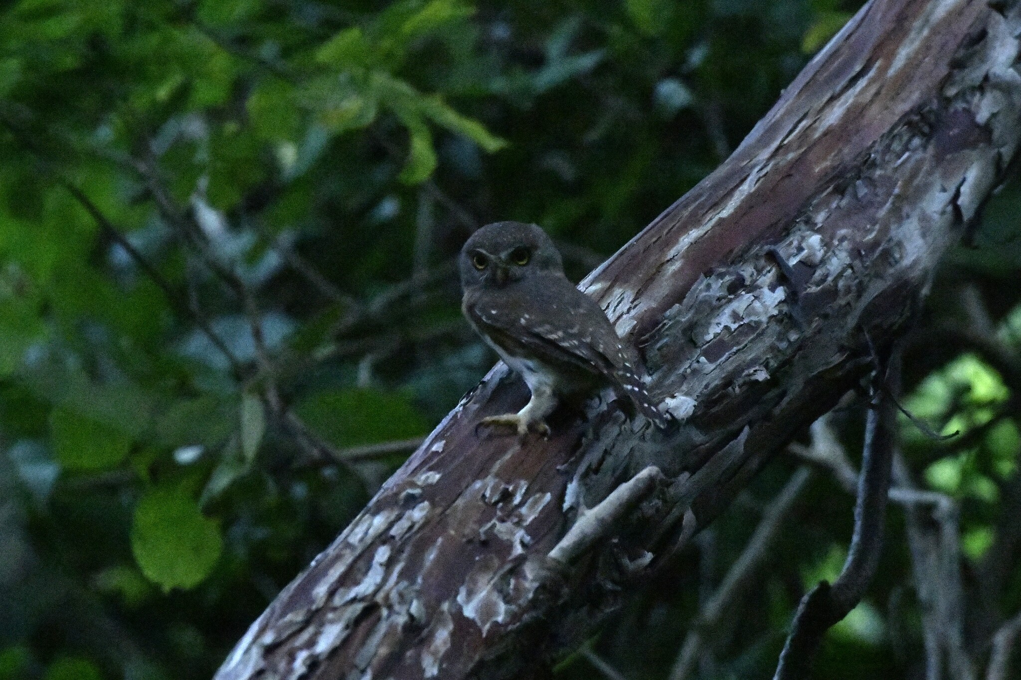 Colima Pygmy Owl (Glaucidium palmarum), photo 10