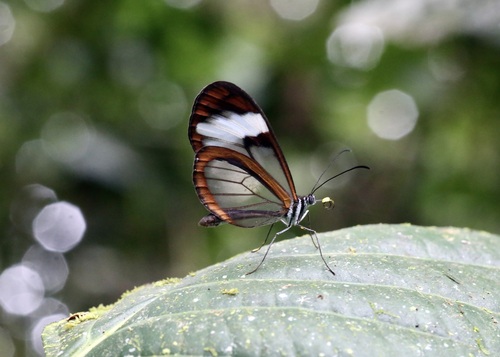 Oleria padilla