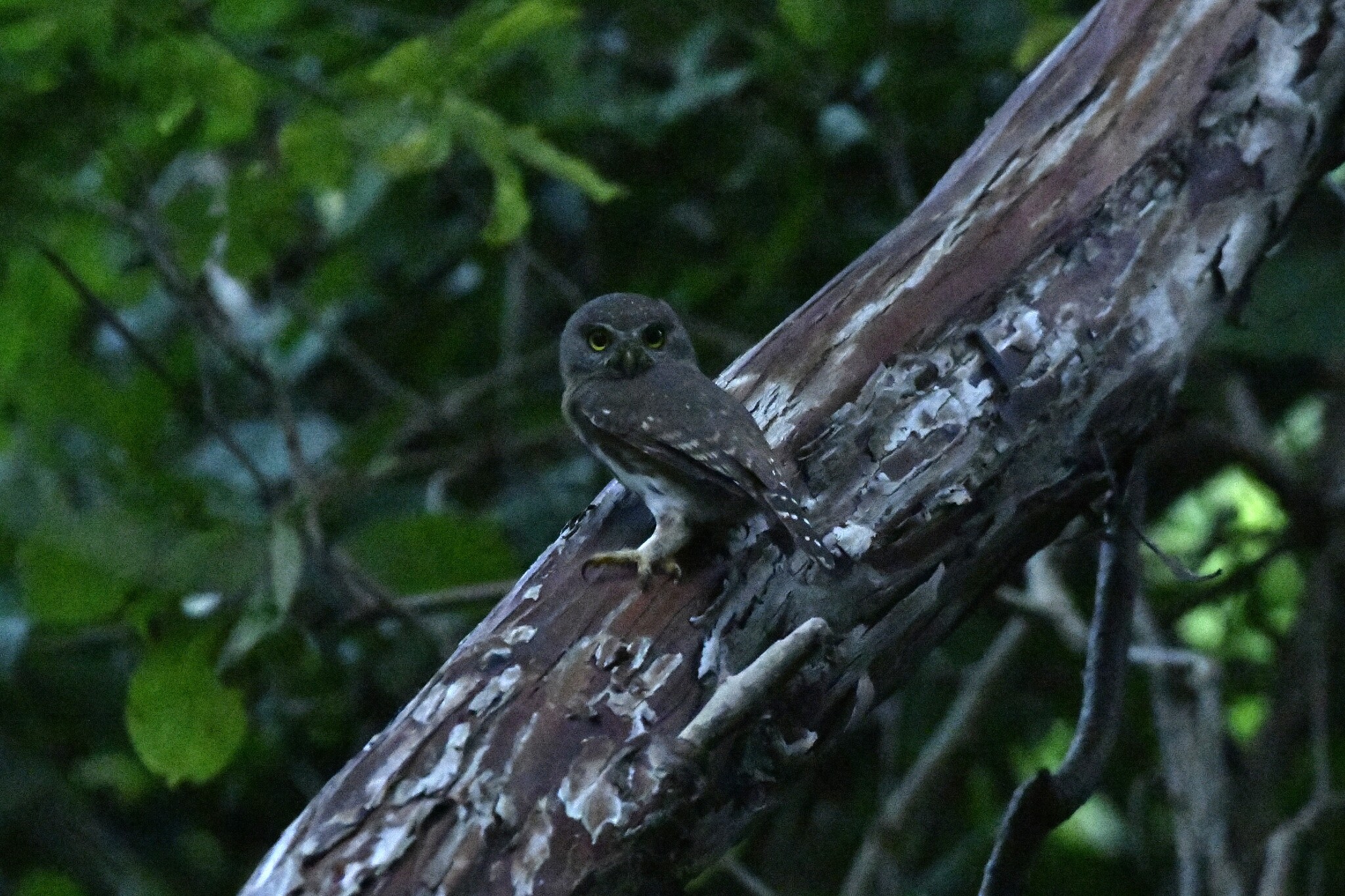 Colima Pygmy Owl (Glaucidium palmarum), photo 4