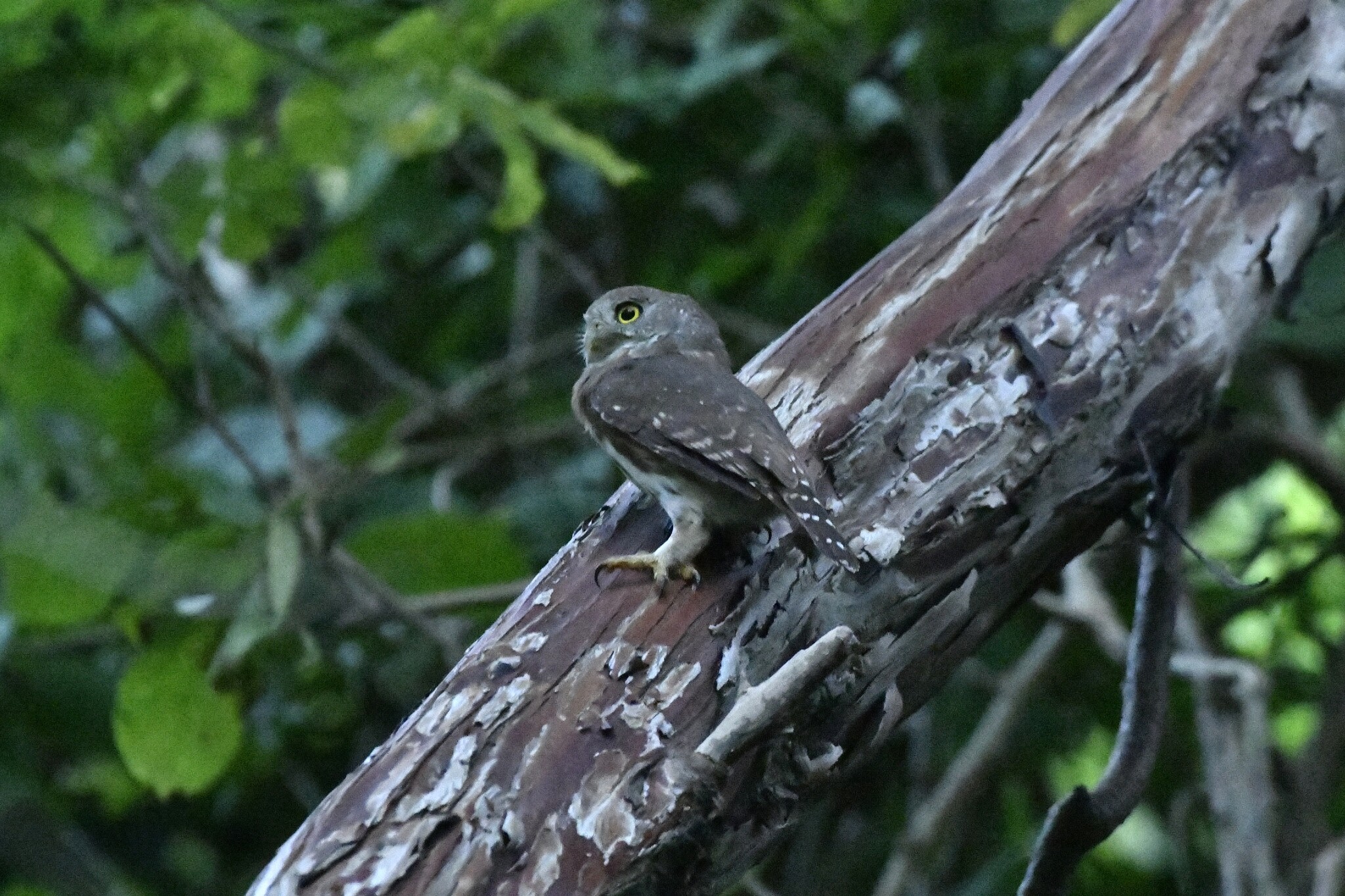 Colima Pygmy Owl (Glaucidium palmarum), photo 3