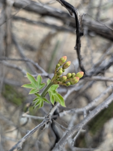 Jatropha mollissima, photograph 2