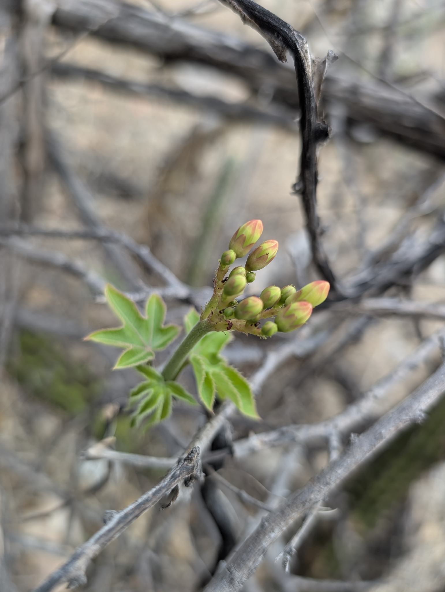 Jatropha mollissima