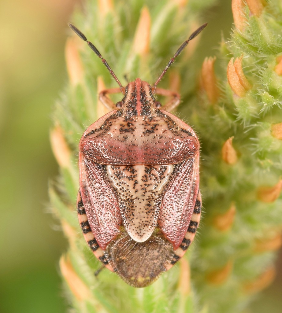 Broken-lined Stink Bug
